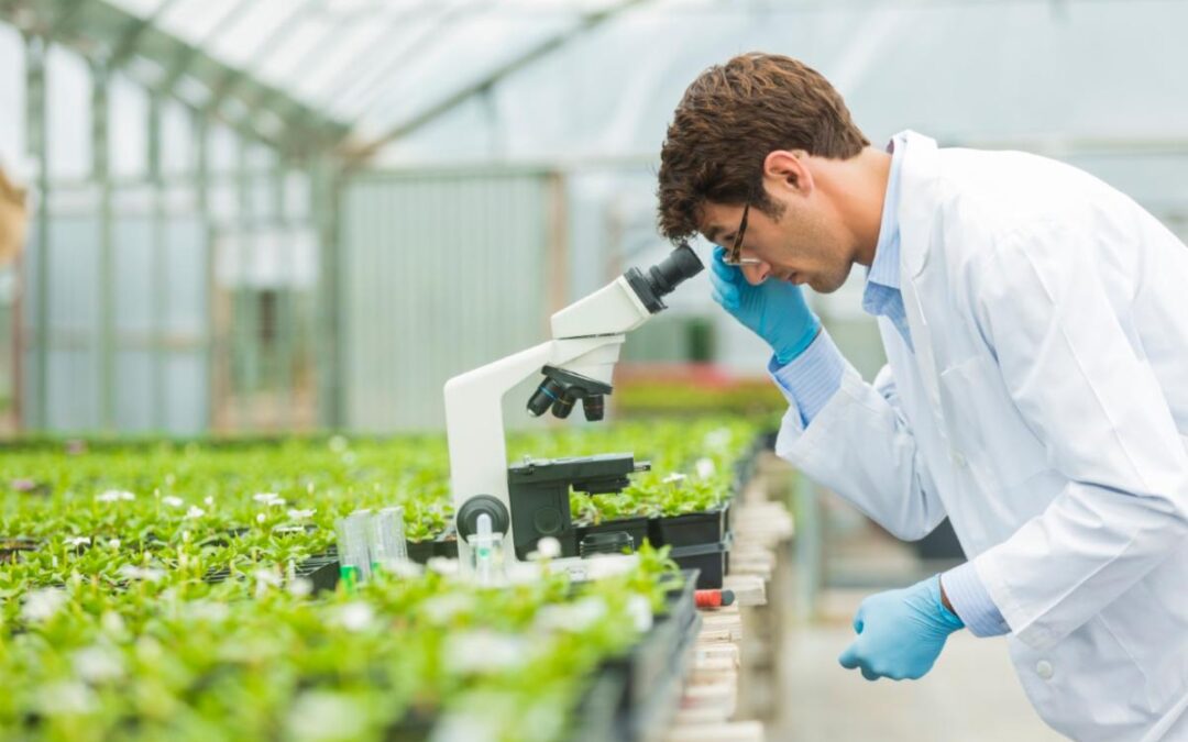 SAP en Syngenta werken samen voor grootschalige inzet van AI in de landbouw