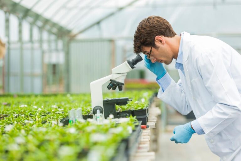 SAP en Syngenta werken samen voor grootschalige inzet van AI in de landbouw